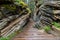 Hiking trail in Athabasca river valley, Alberta, Canada