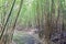 Hiking trail through a bamboo forrest at Dutch plantation