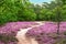 Hiking trail through the beautiful Belgian heather forest.