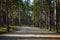 Hiking trail through a beautiful rural forest