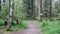 Hiking trail with bench in forest. Stock footage. Path beckons tourists deep into green forest. Path with bench for rest