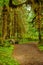 Hiking trail and bench with trees covered with moss in the rain