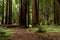 Hiking trail blocked by fallen redwood tree