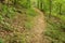 Hiking Trail in the Blue Ridge Mountains