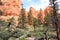 Hiking Trail Through Bryce Canyon