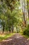 Hiking trail covered with fallen leaves in a park between bushes