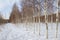 Hiking trail covered by snow winter birch forest landscape