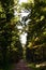 Hiking trail in a deciduous forest