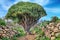 Hiking trail with dragon Tree (La Palma, Canary Islands)