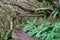 Hiking trail through enchanted ancient laurel sub tropical forest in the Anaga mountain range on Tenerife, Canary Islands, Spain.