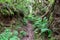 Hiking trail through enchanted ancient laurel sub tropical forest in the Anaga mountain range on Tenerife, Canary Islands, Spain.
