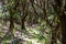 Hiking trail through enchanted ancient laurel sub tropical forest in the Teno mountain range on Tenerife, Canary Islands, Spain