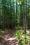 Hiking trail through Estivant Pines a Nature Sanctuary of old growth pine trees