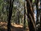 HIKING TRAIL THROUGH EUCALYPTUS WOOD