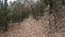 Hiking trail with fallen leaves in winter in Oklahoma