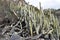 Hiking trail at the famous canyon Barranco del Infierno in Adeje in the South of Tenerife with many cacti in front