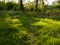 A hiking trail through a field overgrown with grass and wildflowers towards the woods during a sunny evening. A path through