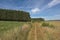 Hiking trail between fields, meadows and pine forests  in the wallonian countryside