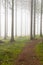 Hiking trail through a forest