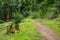 Hiking trail in the forest near the Dragon Gorge