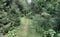 Hiking trail in the forest with trees and grass in summer.