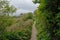Hiking trail between fresh green spring trees and shrubs in Howth