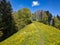 Hiking trail through the freshly blooming dandelions in the Zurich Oberland Bauma. Wonderful spring landscape. Flower