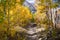 Hiking trail going through a grove of aspen trees in the Eastern Sierra mountains, John Muir Wilderness, California; beautiful