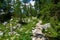 Hiking trail going through a mountain larch forest