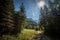 Hiking trail going through a pin and fir wood forest in the middle of an alpine mountain background in the julian alps in slovenia