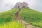 A hiking trail going up to the hilltop with beautiful sakura tree blossoms and green grassy meadows