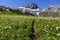 Hiking Trail Green Alpine Meadow Summertime Wildflowers Kananaskis Country Rocky Mountain Peak Alberta Canada