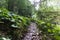 Hiking trail in green summer forest with sunshine, after rain