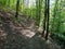 Hiking trail in the green wood