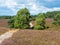 Hiking trail in the heathland