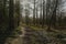 Hiking trail i a sunny bare spring forest with backlit tree silhouettes