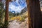 Hiking trail in the John Muir Wilderness