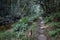 A hiking trail at Jubilee Creek, a picnic spot in the Knysna Forest near Knysna, South Africa