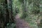 A hiking trail at Jubilee Creek, a picnic spot in the Knysna Forest near Knysna, South Africa