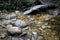 A hiking trail at Jubilee Creek, a picnic spot in the Knysna Forest near Knysna, South Africa