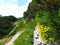 Hiking trail leading through alpine landscape with bright yellow Genista radiata flowers