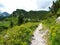 Hiking trail leading through alpine landscape with yellow Genista radiata flowers