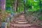 Hiking trail leading from Futarasan Jinja Chugushi Shrine to Mt.Nantai in Nikko, Tochigi, Japan. a