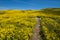 Hiking trail leading up a hill filled with yellow wildflowers in Carrizo Plain National Monument during the California Super Bloom