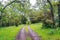 Hiking trail through the lush forests of Santa Cruz mountains, San Francisco bay area, California