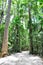 Hiking trail in lush green beach forest