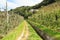 Hiking trail Maiser Waalweg next to irrigation channel, apple trees and mountain panorama near Merano, South Tyrol, Italy