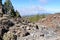 Hiking trail with many green pines near the big famous volcano Pico del Teide in Tenerife, Europe