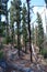 Hiking trail with many green pines near the big famous volcano Pico del Teide in Tenerife, Europe