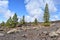 Hiking trail with many green pines near the big famous volcano Pico del Teide in Tenerife, Europe